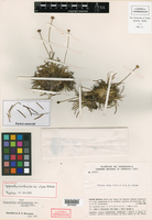 Image of Comanthera xeranthemoides