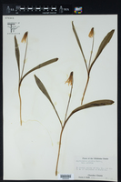 Erythronium albidum var. albidum image