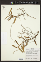 Campylocentrum neglectum image