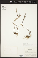 Epidendrum stangeanum image
