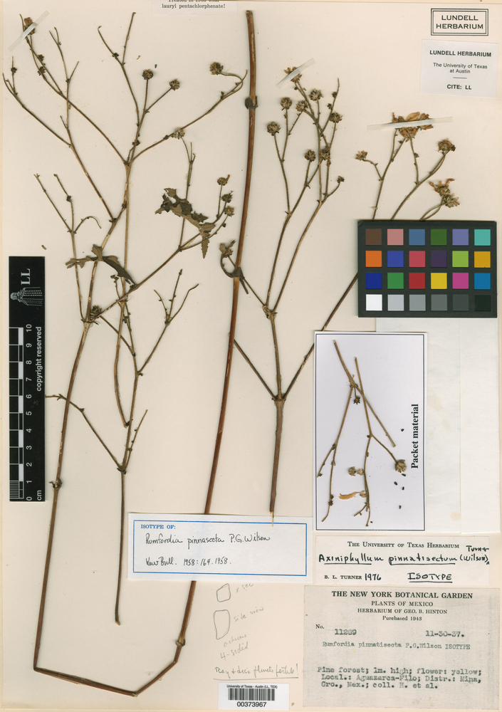 Axiniphyllum pinnatisectum image
