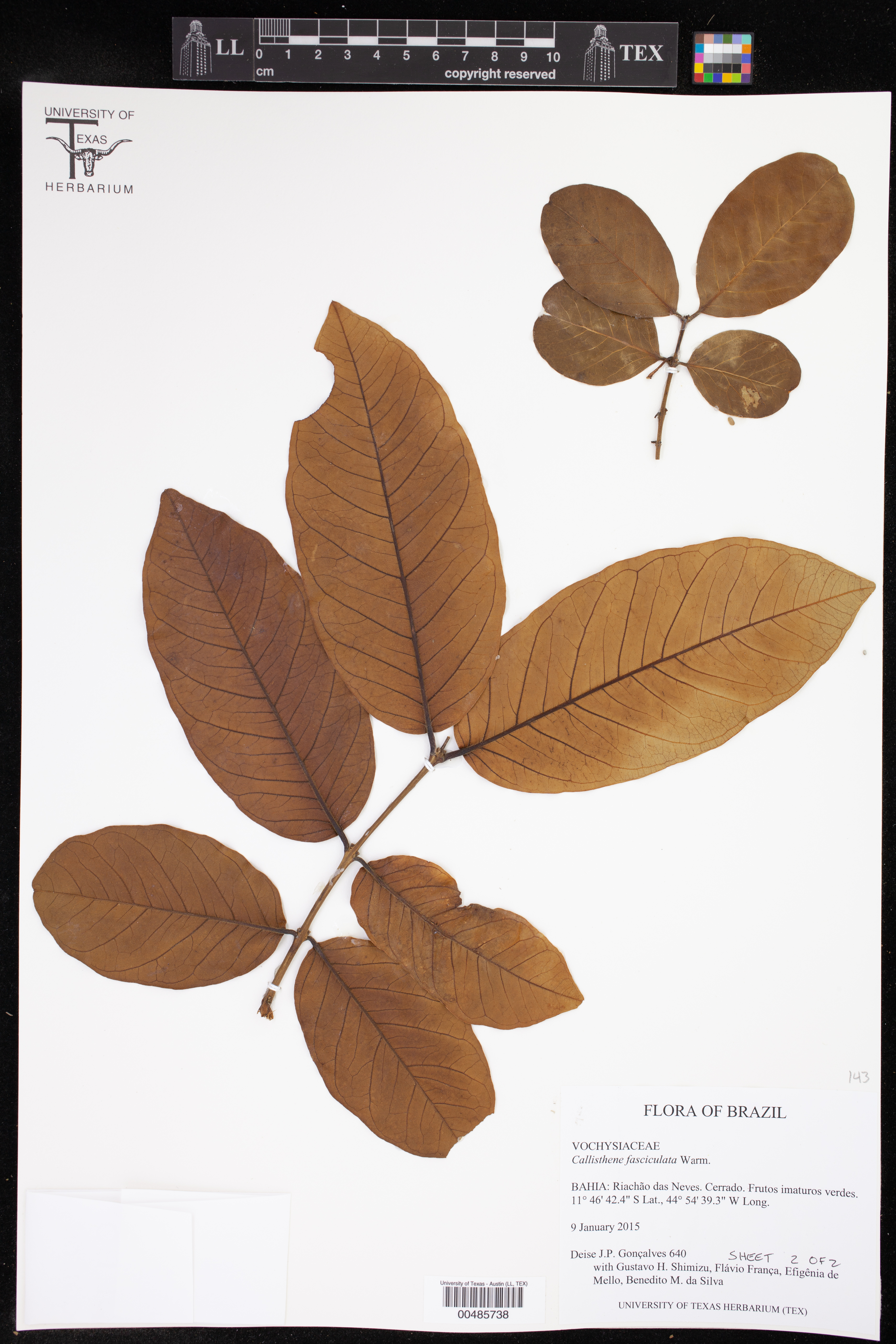 Callisthene fasciculata
