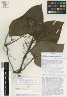 Philodendron squamipetiolatum image