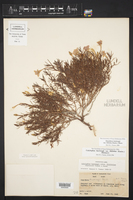 Calylophus hartwegii subsp. filifolius image