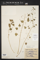 Euphorbia dioscoreoides image