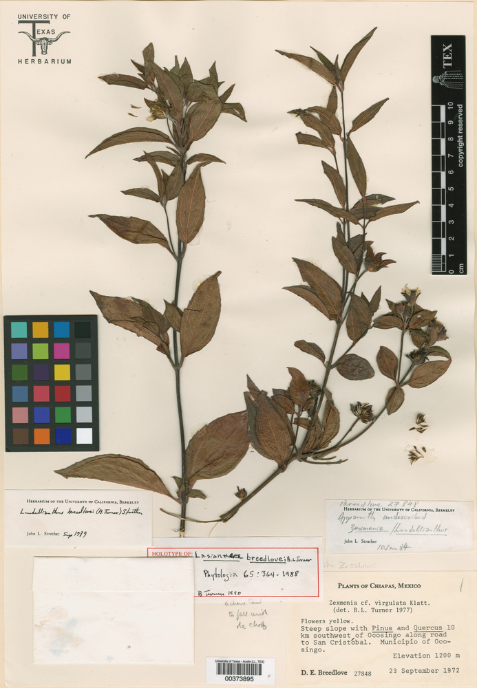 Lundellianthus breedlovei image