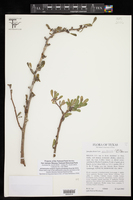 Jatropha dioica var. dioica image