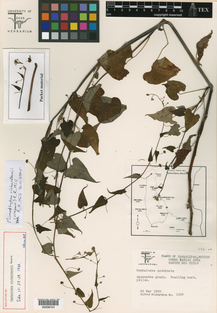 Mimophytum richardsonii image