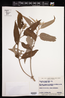 Croton gnaphaloides image