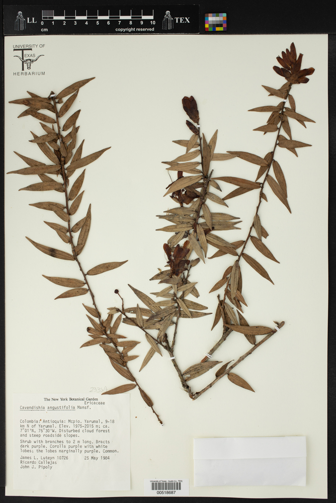 Cavendishia angustifolia image