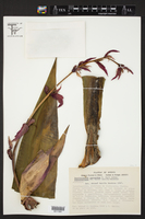 Beschorneria yuccoides subsp. dekosteriana image