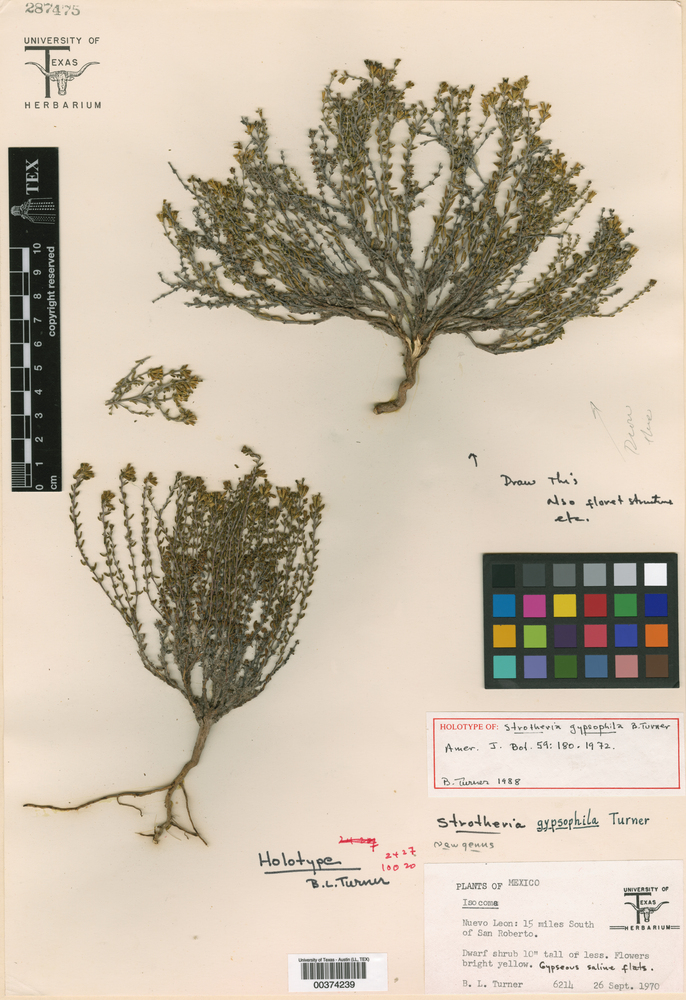 Strotheria gypsophila image