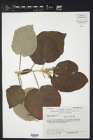 Croton suberosus image