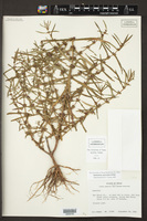 Ammannia auriculata image