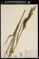 Phragmites australis var. americanus image