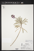 Erysimum linifolium image