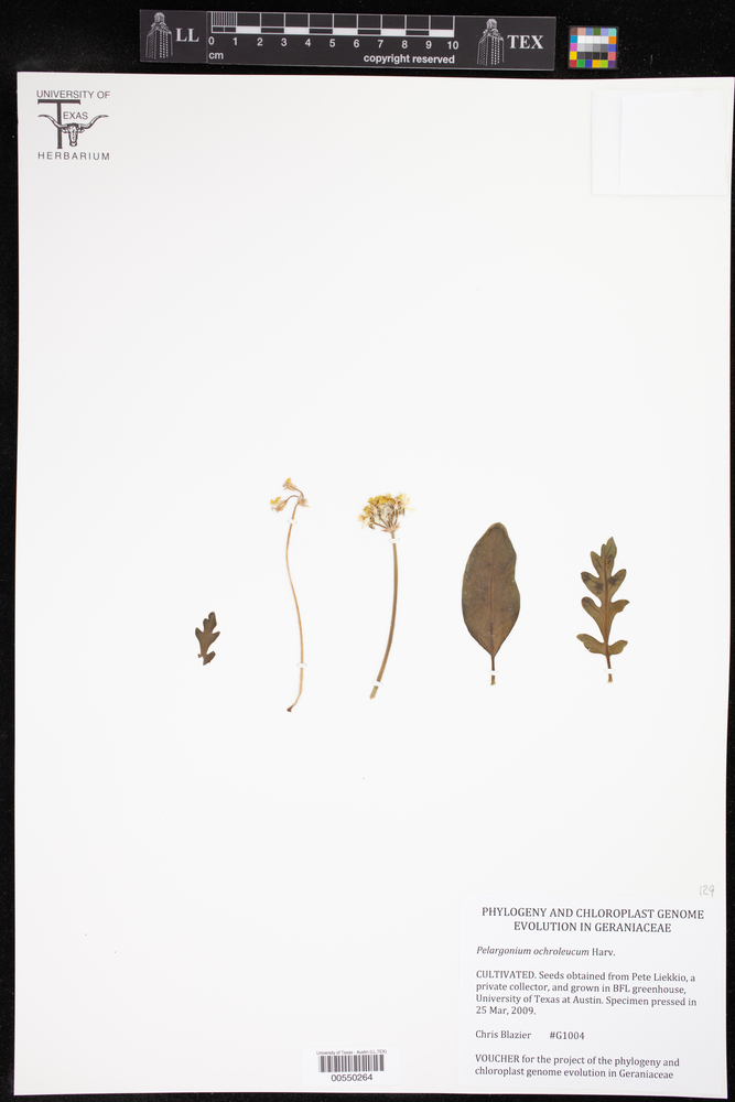 Pelargonium ochroleucum image