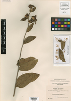 Lessingianthus robustus image