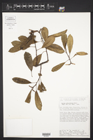 Sapium pedicellatum image