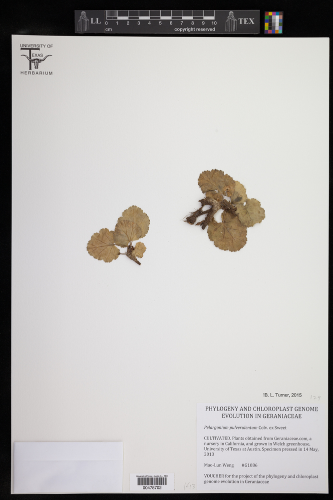Pelargonium pulverulentum image