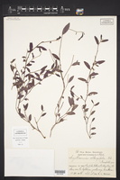 Argythamnia oblongifolia image