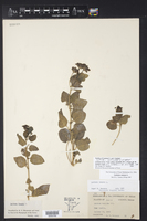 Lantana nivea subsp. mutabilis image