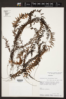 Hymenophyllum karstenianum image