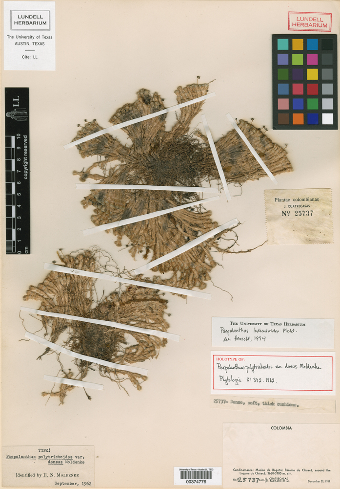 Paepalanthus lodiculoides image