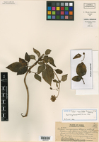 Bidens campylotheca subsp. campylotheca image