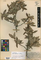 Quercus durifolia image