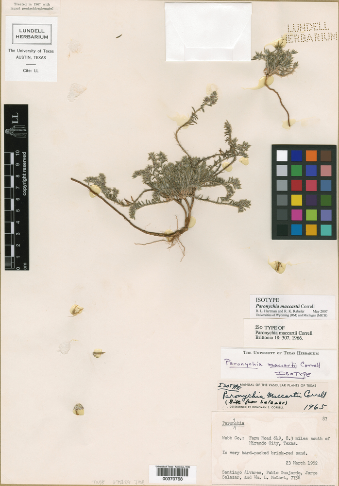 Paronychia maccartii image