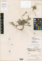Image of Paronychia maccartii