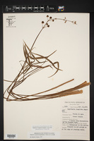 Sagittaria longiloba image