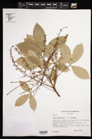Hevea pauciflora var. coriacea image