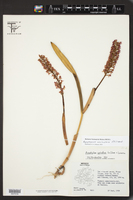 Arpophyllum spicatum image