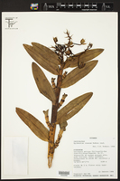 Image of Epidendrum cimanum
