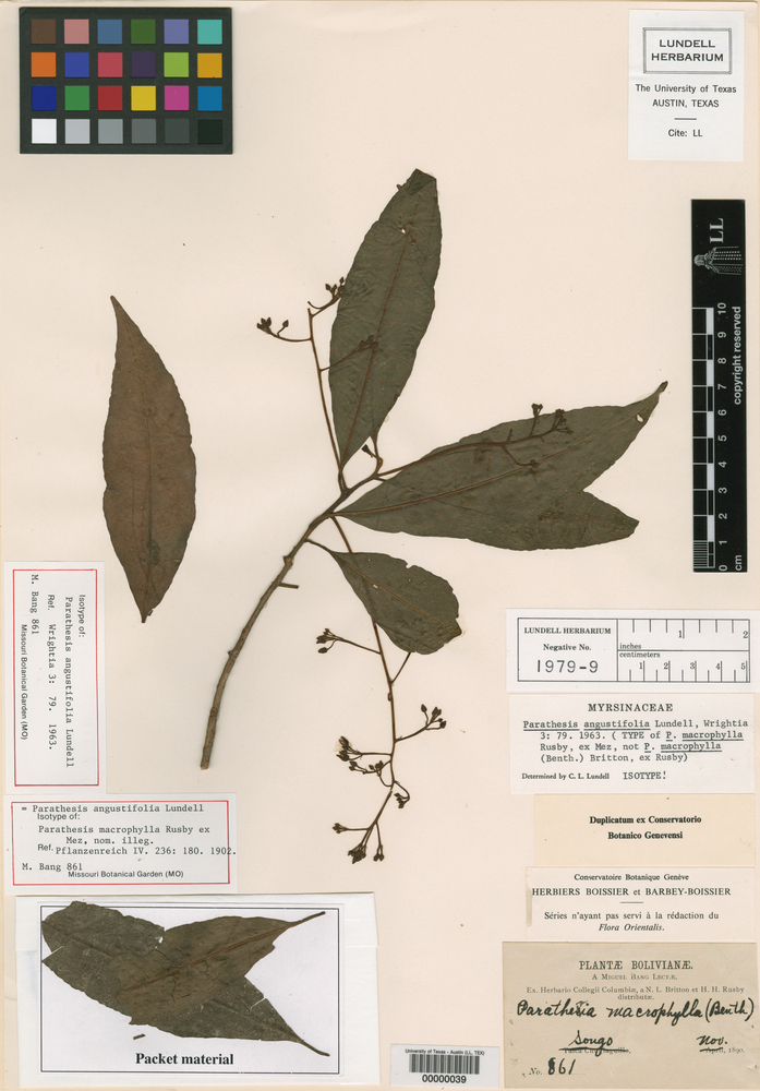 Parathesis angustifolia image