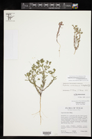 Euphorbia austrotexana var. carrii image