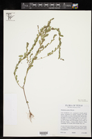 Phyllanthus pudens image