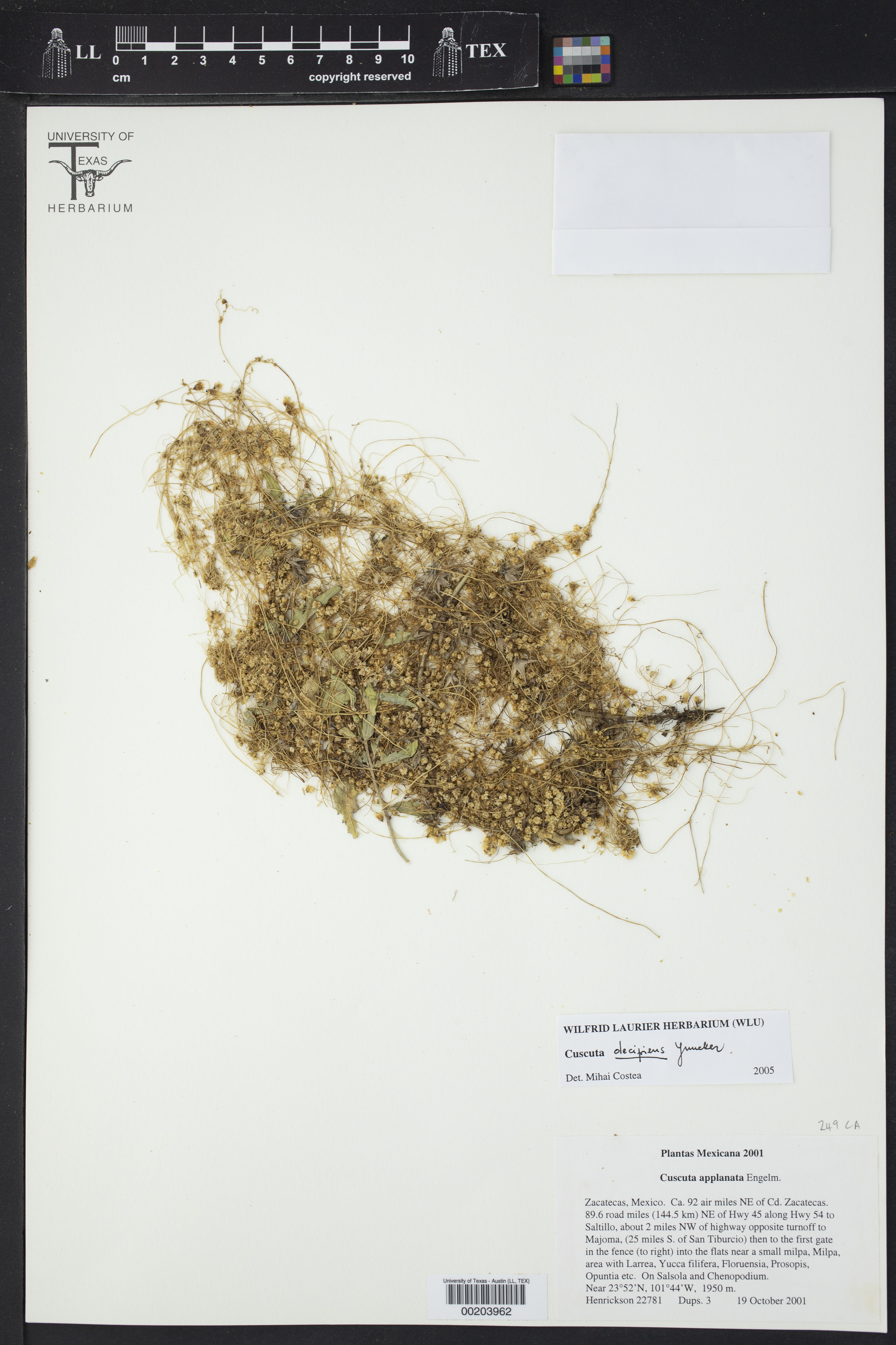 Field dodder