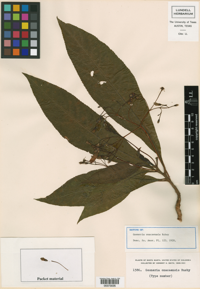 Rhytidophyllum onacaense image