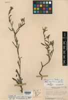 Lithospermum parksii var. rugulosum image