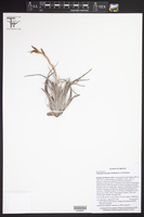 Tillandsia utriculata subsp. pringlei image