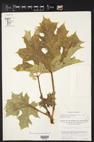 Cnidoscolus megacanthus image