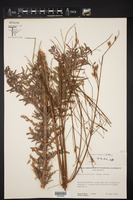 Oenothera cinerea subsp. cinerea image