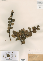 Lyonia alpina image