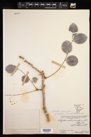 Phyllanthus elsiae image
