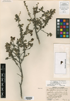 Leucophyllum laevigatum var. griseum image