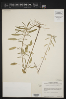 Euphorbia succedanea image