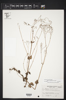 Valeriana urticifolia image